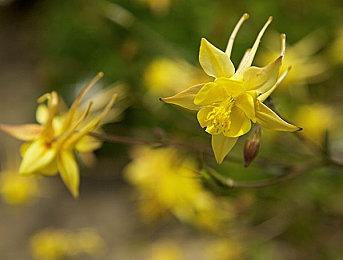 《Apex英雄》皇家卫队收集活动预告 换色恶灵传家宝即将上线